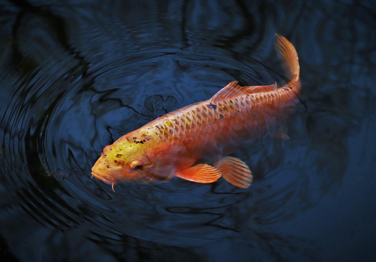 How to Cook with Seasonal Fish - Best Recipes